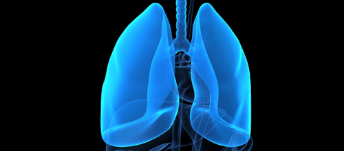 Lungs1